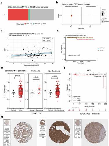 Figure 1. AKT3 high copy number and expression correlates to TGCT patients prognosis. (a) 100% Stacked Column Chart showing CNV of the AKT3 gene in the TCGA-TGCT cohort. (b) Bubble Chart showing CNV type of the AKT3 gene in the TCGA-TGCT cohort. (c) Correlation between AKT3 CNV and mRNA expression in the TCGA-TGCT cohort. (d) Correlation between AKT3 CNV and the survival outcome of patients in the TCGA-TGCT cohort. (e) AKT3 differential expression in tumor versus normal tissues from GSE3218. (f) Correlation between AKT3 mRNA expression and the survival outcome of patients from the TCGA-TGCT cohort. (g) AKT3 protein levels in normal testis and TGCT