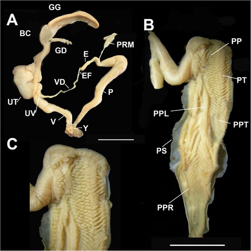 Figure 10. Genital details of Figuladra lessoni (Pfeiffer, 1846). A, Genitalia; B, Penis interior; C, Apical penial chamber showing a medial row of tongue-like pustules formed into a weak medial ridge. A–C, QMMO60270, Boyne Id. SEQ. Scale bars = 10 mm.