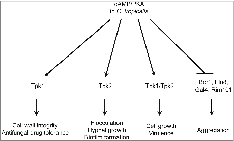 Figure 9. Proposed roles of PKA in C. tropicalis. The C. tropicalis PKA catalytic subunit Tpk1 controls cell wall integrity and drug tolerance, while Tpk2 is required for flocculation, hyphal growth, and biofilm formation. In addition, both proteins are not essential in C. tropicalis and have redundant roles in growth and virulence; loss of either gene results in growth and virulence similar to the wild type. In contrast, Tpk1 and Tpk2 negatively regulate expression of adherence-associated transcription factors (Bcr1, Flo8, Gal4, and Rim101), which were upregulated in the tpk1/tpk1 tpk2/tpk2 mutant that showed cell aggregation.