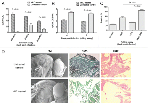 Figure 6 Voriconazole protects Toll-deficient Drosophila flies against Aspergillus infection. (A) Survival rates in untreated control and voriconazole-treated Tlr632/TlI-RXA flies 8 days after infection with AF293 in the three infection assays. (B) qPCR analysis of the tissue fungal burden in untreated control and voriconazole-treated Tlr632/TlI-RXA flies infected in the rolling assay. (C) Survival rates in untreated control and Tlr632/TlI-RXA flies given voriconazole, terbinafine or a combination of the two drugs 8 days after infection with AF293 in the rolling assay. (D) Histopathological and scanning electron microscopic analysis of the difference in tissue fungal burden in untreated control and voriconazole-treated Tlr632/TlI-RXA flies. VRC, voriconazole; TRB, terbinafine; EM, electron microscopy; GMS, Grocott-Gomori methenamine-silver nitrate stain; H&E, hematoxylin-eosin stain; CE, conidial equivalent of Aspergillus fumigatus DNA.