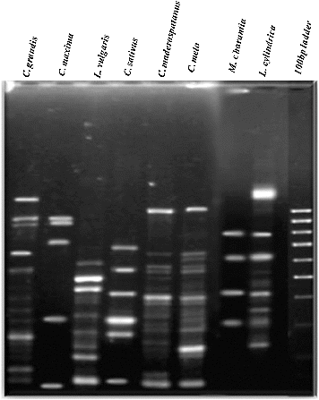 Figure 1. Amplification profile of eight cucurbits, using ISSR primer I-11.