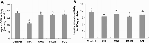 Figure 5. Effect of FCL and FAJN on the anti-oxidant enzyme activity in collagen-induced arthritis of mice. (A) hepatic SOD and (B) catalase activities. Means ± SE. n = 10. abc means not sharing the same letter is significantly different among the groups at p < .05. Control: normal group, CIA: negative control group, COX: positive control group, FAJN: fermented Achyranthes extract, FCL: fermented Adlay extract.