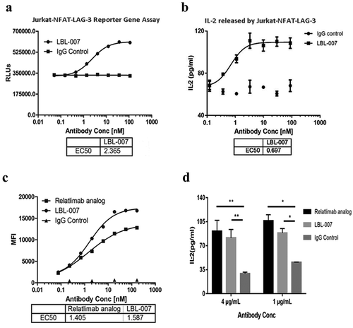 Figure 4. Effects of LBL-007 on regulation of activated T cells and increase of IL-2 production.(A,B) NFAT reporter assay was used to reveal LBL-007 binding to Jurkat-NFAT-LAG-3 cells. The corresponding fluorescence intensity of serial dilutions and EC50 was detected. After activating NFAT, Supernatants were collected and IL-2 levels were measured using the Human IL-2 DuoSet ELISA Kit. Data are expressed as the mean ± SD on triplicates. (C) A series of diluted concentrations of antibodies binding to activated human T cells was assessed by flow cytometry. Data are showed as Mean Fluorescent Intensity and EC50. (D) Different concentrations of LBL-007, relatlimab analog, and IgG4 were incubated with human PBMCs for 3 days, the IL-2 level in the supernatants was measured using ELISA Kit. Data are expressed as the mean ± SD on triplicates. *P < .05 and **P < .01 by Student’s t-test.