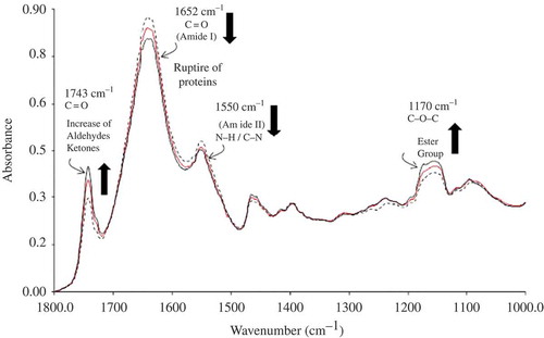 Figure 2. MIR-FTIR spectra in the region of 1800–1000 cm−1, for fresh Atlantic Spanish mackerel (Display full size), and after 2 (Display full size), and after 12 (Display full size) days of storage.Figura 2. Espectro MIR-FTIR en la región de 1800–1000 cm−1, para filetes de sierra frescos (Display full size), después de 2 (Display full size), y después de 12 (Display full size) días de almacenamiento.