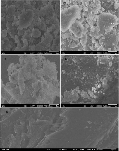 Figure 5. Field emission scanning electron microscope analysis of soybean 7S protein treated with ultrasonic and deglycosylation. A: Native; B: Deglycosylation; C: Ultrasound 80 min assisted deglycosylation; D: Ultrasound 100 min assisted deglycosylation; E: PNGase F.