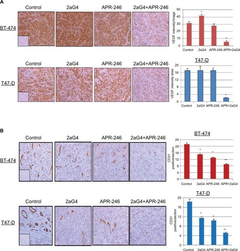Figure 9 APR-246 and 2aG4 combination treatment reduces angiogenesis markers in breast tumor xenografts in nude mice.