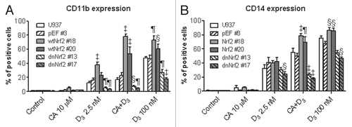 Figure 5 Stable expression of wtNrf2 or dnNrf2 modulates differentiation responses of U937 cells to the 1,25D/CA combination and 1,25D alone. The indicated wtNrf2-, dnNrf2- and empty vector (pEF)-transfected U937 clones and untransfected (U937) cells were incubated with 0.1% ethanol (control), CA, 1,25D (D3) or D3/CA combination for 96 h followed by analysis of CD11b (A) and CD14 (B) expression. Data are the means ± SE of five independent experiments. §p < 0.05; ¶p < 0.01 and ‡p < 0.001 versus corresponding responses of the p-EF#3 cells.