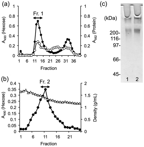 Fig. 1. Purification and characterization of porcine colonic mucins.Notes: Porcine colonic mucins were purified using gel filtration chromatography followed by density-gradient ultracentrifugation. Extracts from the porcine intestine were applied to a gel filtration column. Fraction 1 (Fr. 1, fraction numbers 10–18) was recovered (a) and then subjected to CsCl density-gradient ultracentrifugation. Fraction 2 (Fr. 2), showing a specific density between 1.35 and 1.45 g/mL, was also recovered (b). Hexose and protein were monitored at absorbance wavelength of 490 nm (-●-) and 562 nm (-○-), respectively. The specific density is indicated in g/mL (-△-). (c) Fr. 1 (lane 1) and Fr. 2 (lane 2) were subjected to SDS-PAGE and then stained by periodic acid/Schiff, as described in the Materials and Methods section.