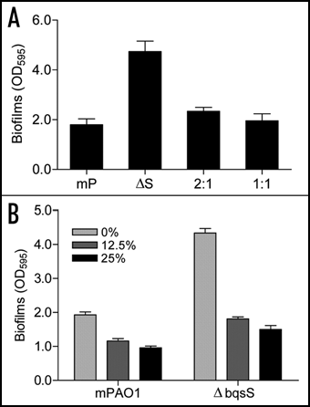 Figure 3 Effect of co-culture and wild-type supernatants on biofilm formation by mutant ΔbqsS. (A) Biofilm formation by co-cultured bacteria. The mutant ΔbqsS (ΔS) was mixed with wild-type mPAO1 (mP) in 2:1 or 1:1 ratio and biofilms were quantified after incubation for 24 h. (B) Biofilms formed in conditioned medium. Wild-type mPAO1 and mutant ΔbqsS were cultured in conditioned medium which contained 12.5% or 25% of the supernatants of mPAO1 in LB broth. The data are the means of triplicates and SD is shown by error bar.