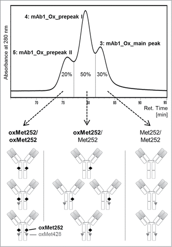 Figure 6. FcRn chromatogram of mAb1_Ox with the relative peak areas of the 3 separated peaks. Arrows indicate the mAb1 oxidation variants in the 3 peaks according to the results of LC-MS peptide map and plasmin digest/ESI-MS analysis.