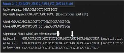Figure 7. Homozygous biallelic mutant for plant no. 21 (DsDecodedm online web tool).