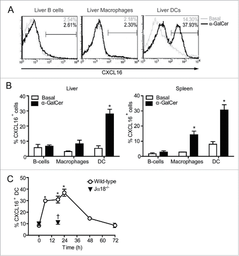 Figure 1. CXCL16 expression on DCs, B cells and macrophages following iNKT cell stimulation with α-GalCer. Spleen and liver cells were harvested 0–72 h after mice were treated intraperitoneally with the glycolipid α-GalCer (4 μg). CXCL16 expression was analyzed on different immune cells by flow cytometry. (A) Representative histograms show CXCL16 expression on liver DCs (CD11c+ MHCII+), B cells (CD19+ B220+) and macrophages (CD11b+ F4/80+) under basal conditions and 18 h after α-GalCer treatment. (B) Aggregate data show CXCL16 expression on liver and spleen cell populations under basal conditions and 18 h after α-GalCer treatment (n = 3–8 per group). (C) Time course of CXCL16 expression on splenic DCs from wild-type and Jα18−/− mice following glycolipid stimulation. (n = 4 per time point). *p < 0.05 compared to baseline. †p < 0.05 compared to wild-type.