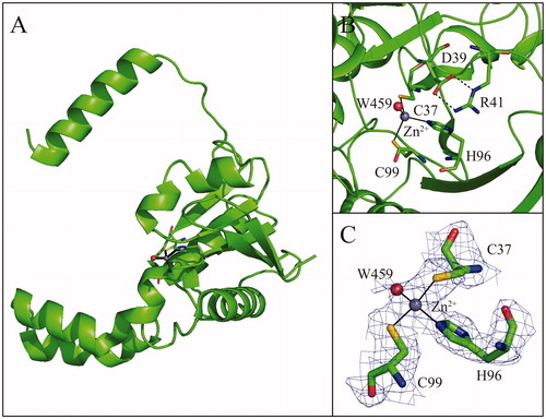 Figure 4. (A) Ribbon representation of the TvaCA1 monomer. (B) Enlarged view of the active site, showing Zn2+ coordination. (C) σA-weighted |2Fo-Fc| electron density map (contoured at 1.0 σ) relative to zinc ion coordination site.