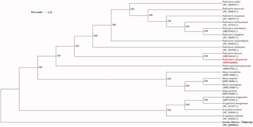 Figure 1. Maximum likelihood tree based on 20 complete chloroplast genome sequences.