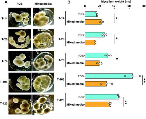 Figure 3. Significant stimulation of fungal growth in potato dextrose broth. (A) The mycelia were cultured in potato dextrose broth (PDB) mixed-media (glucose, malt extract, yeast extract, and potato dextrose broth) at 25 °C for 30 days; (B) The mycelia were then collected, lyophilized, and their dry weight was measured. n = 3 for each strain. Data are expressed as mean ± S.D. Statistical analysis by Student t-test. *p < 0.05; **p < 0.01.