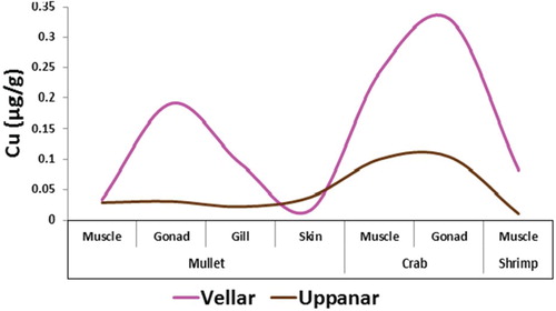 Figure 5. Copper level studied in marine organism tissue collected from Vellar and Uppanar estuaries