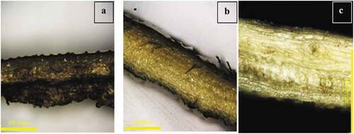 Figure 2. Laser micrographs of retted CHF (a), Scoured CHF (b), and Bleached CHF (c).