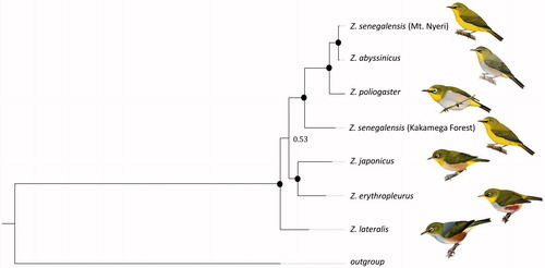 Figure 2. Bayesian phylogenetic tree generated from all available Zosterops mitogenomes; black circles indicate posterior probabilities of 1.