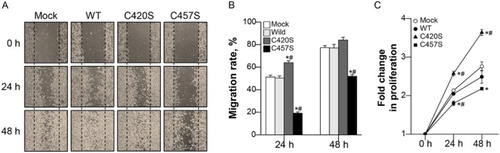 Figure 6. C457S Pg reduces MC38 cell migration and proliferation. (a, b) After scratch-wounding cell monolayers, photographs were taken at 0, 24, and 48 h. (c) The proliferation of cells expressing WT or mutant Pg was assayed using thiazolyl blue tetrazolium bromide (MTT) assay every 24 h for 2 days. Cell migration and proliferation levels are shown as the mean ± SEM of three independent experiments. *P < 0.05 vs. Mock, #P < 0.05 vs. WT.
