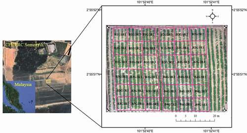 Figure 1. Study area and experimental design. Field site at the Field Research Centre of Crops for the Future in Semenyih, Malaysia. Experimental layout of plots as shown in aerial photo mosaic RGB in bird’s-eye view taken at a height of 10 meters on 22 June 2018 at flowering stage using the integrated DJI Phantom 4 Pro camera. B1G1R1 means; plot is in block 1, genotype is genotype 1 and replicate is the first replicate.