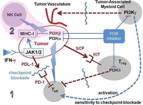 Figure 1. Schematic description of a two-stage (1, 2) sequential therapeutic strategy designed to steer the immunoedited tumor into a phenotype that evades checkpoint immunotherapy but becomes susceptible to elimination through NK-mediated lysis. The first-line treatment (1) combines blockade of checkpoint PD-1 receptor in effector T-cells (Teff) with inhibition of α, γ, and δ isoforms of phosphoinositide 3-kinase (PI3K). Inhibition of PI3Kα promotes mutational diversity enabling immunoediting of the tumor phenotype, while inhibition of the γ and δ isoforms guarantees that the route to evade adaptive immune surveillance would be one that leaves the tumor fully susceptible to innate immune attack by NKs. The first-line treatment 1 promotes a MHC-I-negative or MHC-I-deficient phenotype with an impaired antigen-presentation apparatus that evades the adaptive immune response unleashed by the checkpoint (PD-1) blocker. The selected immune-evading subpopulation may be subsequently eliminated by the second-line therapy (2, shaded) that stimulates the innate immune response through enhancement of NK-mediated lysis of the selected (MHC-I-deficient or MHC-I-negative) tumor cells. The stimulation of NK-mediated lysis is the result of inhibitory activity against PI3Kβ. The thunder symbol represents drug-induced stimulation. A tumor-induced suppression of Teff – activation occurs through secretion of PDL-1, the natural ligand of T-cell receptor PD-1. Tumor recruitment of regulatory T-cells (Tregs) becomes operative, for example, through secretion of stem-cell factor (SCF) the natural ligand of the KIT receptor expressed by Tregs.