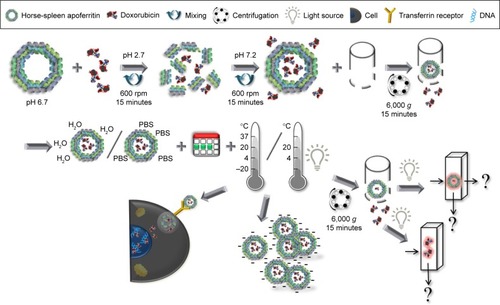 Figure 1 Design of the experiment.Note: Dox-encapsulation protocol into Apo cavity by employing the responsiveness of the Apo structure to surrounding pH, as well as depiction of various measurements performed to evaluate the long-term (12-week) stability of ApoDox.Abbreviations: Dox, doxorubicin; Apo, apoferritin; PBS, phosphate-buffered saline.