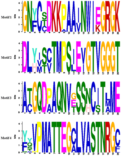 Figure 4. (Color online) Sequence-specific MEME motifs for HMGR proteins. Motif 1: width: 20, GN[YF]C[STC]DKKPAA[IV]NWI[EK]GRGK; motif 2: width: 20, DL[YH][IVM][ST][CV]TMPS[IL]E[VI]GTVGGGT; motif 3: width: 20, A[TC]GQD[PA]AQNV[EGT]SS[NH]C[IS]T[LAM]ME; motif 4: width: 20, [YF][YQS]VPMATTEG[CA]LVASTNRG[CF].