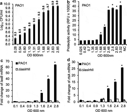 Figure 1. Expression of QS-regulated P. aeruginosa virulence factors in vitro is growth phase dependent. (a) The CFU of P. aeruginosa strain PAO1 at different OD 600 nm values corresponding to different phases of growth in LB broth. (b) Exoprotease activities of PAO1 cultured in LB broth at different OD 600 nm values. (c–d) Transcription of QS-dependent lasB and rhlA genes in PAO1 and ∆lasI∆rhlI cultured in LB broth. Experiments were performed independently three times in triplicate. Mean ± standard error (SE) from a typical experiment are presented. *p < 0.05 (b–d) when compared against the lowest OD 600 nm by using the one-way ANOVA analysis. *p < 0.05 (b) when compared exoprotease activity in each sample against the sample with the lowest OD 600 nm by using the Tukey’s test. *p < 0.05 (c–d) when compared gene expression in PAO1 against ∆lasI∆rhlI at each OD 600 nm value by using the Tukey’s test. NC: LB alone.