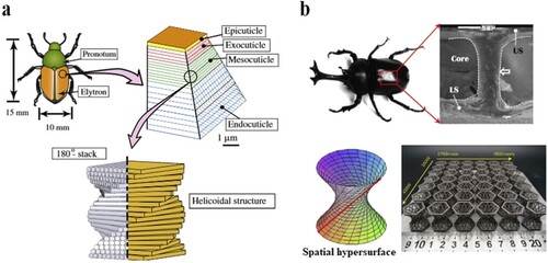 Figure 23. Bio-mimetic EAS: (a) helicoidal structure mimicked from beetle elytra (Cheng, Wang, and Karlsson Citation2008) and (b) hypersurface lattice structure mimicked from adult allomyrina dichotoma of the beetle front wing (Du et al. Citation2020).