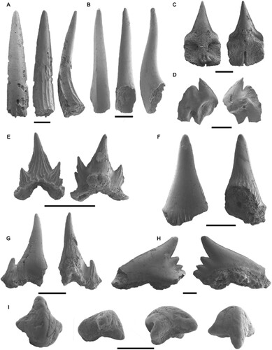FIGURE 2. Labial and lingual views of the elasmobranch tooth microremains recovered from the Alcoy Basin fossil sites. A, Trigonognathus sp. MGUV-39898; B, Chlamydoselachus sp. MGUV-39949; C, Deania calcea MGUV-39943; D, cf. †Squaliodalatias weltoni MGUV-39944; E, Scyliorhinus canicula MGUV-39950; F, †Megascyliorhinus sp. MGUV-39952; G, Scyliorhinus sp. MGUV-39951; H, Galeorhinus sp. MGUV-39953; I, cf. Rajiformes MGUV-39888. All scale bars represent 500 µm.