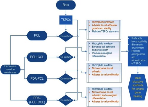 Figure 12 Schematic diagram of the regulation of electrospun nanofiber membranes on TSPCs.Abbreviations: TSPCs, tendon stem/progenitor cells; PCL, polycaprolactone; COL, collagen; PDA, poly(dopamine).