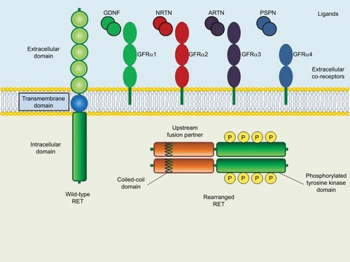 Figure 1 Schematic structure of wild-type and rearranged RET proteins in a cancer cell.