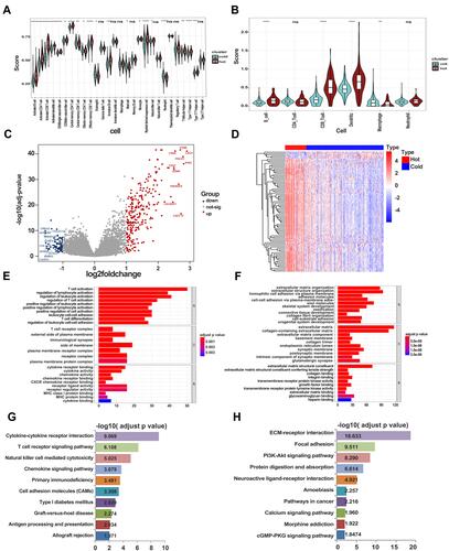 Figure 6 Signaling alterations in hot and cold tumors. (A) Immune infiltration in hot and cold tumors calculated by ssGSEA. (B) Immune infiltration in hot and cold tumors calculated by TIMER. (C) Volcano plot showing differentially expressed genes between hot and cold tumors. (D) Heatmap showing expression of differentially expressed genes in hot and cold tumors. (E) GO enrichment analysis in hot tumor. (F) GO enrichment analysis in cold tumor. (G) KEGG analysis in hot tumor. (H) KEGG analysis in cold tumor.