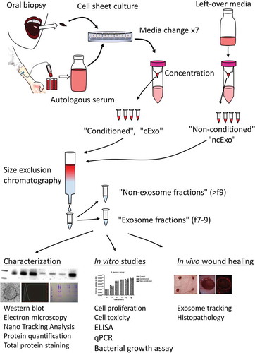Figure 1. Study overview. Serum and oral mucosal tissue were collected from healthy donors and epithelial cells were isolated and cultured as cell sheets. The autologous serum was used in the culture media and exosomes isolated from this media represent an important control in downstream analyses (“non-conditioned”, “ncExo”). Exosomes were also isolated from used media that was collected from the cell cultures (“conditioned”, “cExo”). For exosome isolation, the media was concentrated and subjected to size exclusion chromatography. The exosomes were then used for characterization, in vitro, and in vivo studies.
