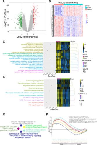 Figure 2 Differential gene expression analysis and functional enrichment analysis. (A) Volcano map. Red indicates genes that were up-regulated in coronary artery disease (CAD) patients compared to healthy samples, green indicates genes that were down-regulated, and gray indicates genes with similar expression between both groups. (B) Heat map of differentially expressed genes (DEGs). The depth of color reflects the level of differential expression. (C) The biological processes where DEGs may be involved according to enrichment analysis. (D) Kyoto Encyclopedia of Genes and Genomes (KEGG) pathways in which DEGs may be involved. (E) Biological processes where DEGs may be involved according to Clue GO analysis. (F) KEGG pathways enriched in CAD samples.