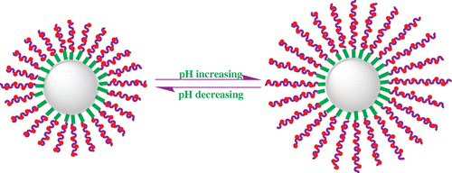 Scheme 4. Schematic illustration of the reversible pH-tunable swelling/shrinking transition.