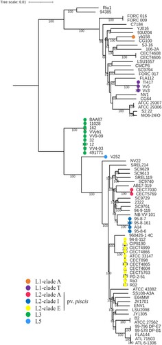 Figure 1. V. vulnificus phylogeny. The phylogenetic tree was reconstructed using the maximum-likelihood method and the generalized time-reversible model (GTR + F+R5) of evolution. Bootstrap support values from 1000 replicates are indicated in the corresponding nodes as percentages. L, lineage.