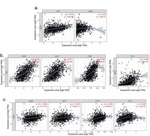 Figure 3. PRCP gene correlates with IGF1/NRG1 genes and their target genes in invasive breast cancer. TIMER analysis of gene correlation in 1093 cases of invasive breast cancer showed that PRCP positively correlates with IGF1 and NRG1 (a). IGF1 positively correlates with EGR1, KLF2, and CTGF and NRG1 positively correlates with ETV1 (b). PRCP positively correlates with EGR1, KLF2, CTGF, and ETV1 (c). Correlation coefficient and p values are indicated on the graphs.