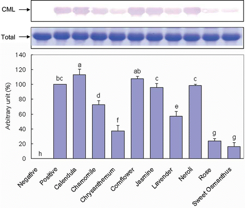 Figure 1 Effect of flower infusions on the formation of CML in an in vitro BSA/glucose system. The levels of CML were determined by immunoblotting and normalized to total proteins, as described in the Materials and Methods section. (Color figure available online.)