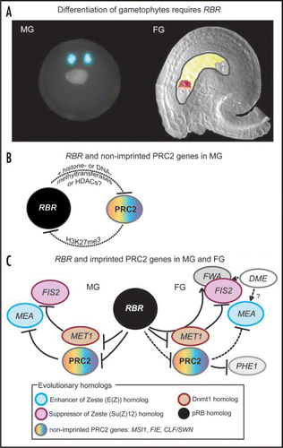 Figure 1 Epigenetic interaction between RBR and chromatin-associated regulatory proteins and complexes is critical for gametophyte development. (A) Sketch of fully differentiated Arabidopsis male (MG) and female (FG) gametophytes in the presence of RBR. Gametophytic cells such as sperm, egg and central cells are marked in blue, red and yellow, respectively. (B and C) Models illustrating the regulatory interactions of RBR, MET1, PRC2 and its targets. For simplicity, only the mature male (MG) and female gametophyte (MG) specific gene regulation prior to fertilization is shown. Post-fertilization interaction between RBR and the PRC2 genes in the embryo and endosperm could likely be similar.