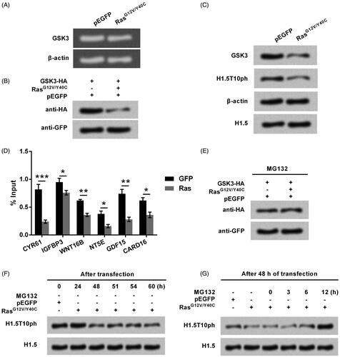 Figure 5. Ras-AKT signaling represses H1.5T10ph expression through degradation of GSK3. (A) The plasmid for expression of RasG12V/Y40C was transfected into A172 cells. The mRNA level of GSK3 was tested by qRT-PCR and the data was shown in gel electrophoresis. (B) A172 cells were co-transfected with plasmids for expression of GSK3 and RasG12V/Y40C. Exogenous levels of GSK3 protein was tested by Western blot. (C) Plasmid for expressing RasG12V/Y40C was transfected and then the endogenous levels of GSK3 protein was tested by Western blot. (D) The enrichment of GSK3 in the promoter of Ras downstream genes was tested by ChIP. (E) MG132, a protease inhibitor, was used to treat A172 cells. The expression of GSK3 was tested by Western blot. (F) RasG12V/Y40C expression plasmid was transfected into A172 cells. The expression of H1.5T10ph was monitored following transfection of 0–60 h. (G) After 48 h of transfection, A172 cells were treated by MG132 for 0–12 h. The expression of H1.5T10ph was reassessed. *p < .05, **p < .01, ***p < .001.