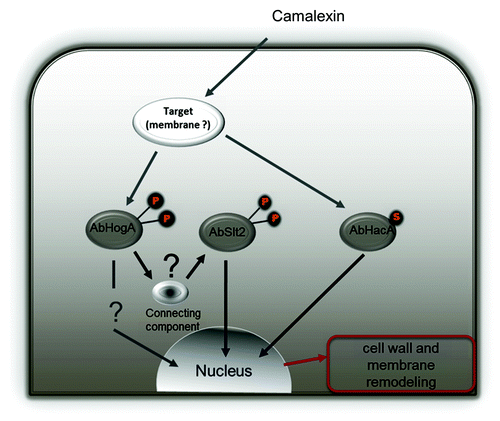 Figure 4. Model illustration of fungal signaling pathways regulated by camalexin. Stress responses mediated by UPR and MAPK signaling cascades are coordinated to buffer cells against the toxicity of camalexin. Parallel studies with A. brassicicola knockout mutants showed that camalexin induced AbHog1-dependent phosphorylation of AbSlt2 MAP kinase.Citation43 The UPR signaling pathway is independently activated by production of spliced AbHacA mRNA (AbHacAi).Citation8 This compensatory response may lead to cell wall strengthening and membrane remodeling.