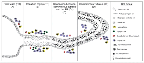 Figure 1. Schematic illustration of the different testicular parenchyma areas investigated in pre-pubertal and adult Wistar rats. The morphological and functional characteristics of Sertoli cells in the transition region (TR) (B), in the area adjacent to the transition region (Cx) (C), and along the other areas of seminiferous tubules (ST) (D) were evaluated. The Cx area was arbitrarily defined as a region of the ST corresponding to approximately 250 micrometers from the beginning of TR. Each cell type represented in the above scheme is depicted in the box located at the right side.