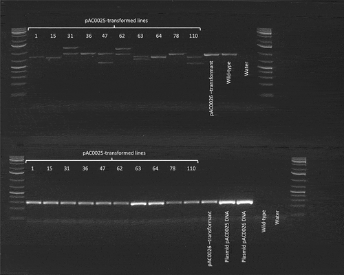 Figure 7. PCR amplification of genomic DNA from putatively edited plants and controls. The first and last lanes in each row were loaded with GeneRuler 1kb+ DNA ladder. Lane labels reflect the source of genomic DNA utilised in each PCR reaction. ‘pAC0025-transformed lines’ indicates PCR reactions utilising gDNA from papaya plants transformed with pAC0025, the CRISPR/Cas9 plasmid targeting CpPDS. Lanes labelled ‘pAC0026 transformant’ indicate PCR with gDNA from a plant transformed with the no-gRNA negative control plasmid pAC0026. Lanes labelled ‘Plasmid pAC0025 DNA’ and ‘Plasmid pAC0026 DNA’ correspond to PCR reactions utilising purified plasmid DNA as template. In ‘Wild-type’ lanes gDNA from an untransformed papaya plant was used as PCR template, and ‘water’ lanes served as a negative control with no DNA template added to the PCR reactions. Partial CpPDS sequence (top row) wild-type amplicon size 909 bp and partial GFP CDS from T-DNA insertion (bottom row) expected amplicon size is 287 bp.