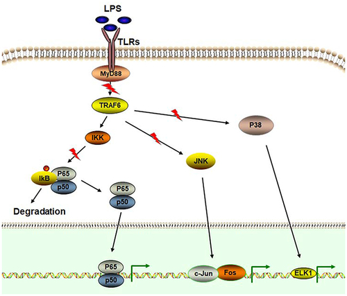 Figure 2 Glabridin inhibits the activity of NF-κB and MAPK signaling pathways. Stimulated by LPS, TLRs may transduce the signals into the intracellular pathways by recruitment of many factors, such as MyD88. Activated TRAF6 can trigger the phosphorylation of p38 MAPK and JNK. In addition, TRAF6 also activates IKKs and then activates NF-κB by degrading IκBs. Activated NF-κB enter the nucleus to transcriptionally regulate the expression of target genes, including pro-inflammatory cytokines. P38 MAPK and JNK are also involved in mediating the expression of pro-inflammatory cytokines. Glabridin exhibits the inhibitory activity on LPS/TLR4/MyD88/NF-κB signaling. Glabridin also attenuates the expression of MAPK signaling pathway.