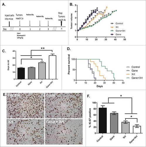 Figure 4. Ganetespib radiosensitizes HepG2 HCC cells and delays tumor growth in vivo in a supra-additive manner. A HepG2 hind-flank tumor growth delay model was used to assay (1) no treatment (Control), (2) ganetespib only (G or Gane), (3) fractionated radiation 3 Gy x 3 consecutive days (XRT), and (4) ganetespib and radiation (Gane-Xrt). (A) Treatment schema. The results were analyzed using (B) fold tumor volume change over time, (C) time to tumor quadrupling, and (D) Kaplan-Meier survival analysis where the event was considered time to tumor quadrupling. Ganetespib-radiation resulted in greater than additive tumor growth delay: ganetespib-radiation = 17.67 d > ganetespib alone = 0.56 d + radiation alone = 7.44 d. (E) Tumor samples were taken and analyzed by Ki67 IHC with representative images shown. (F) Right panel bar graph shows quantification of the percent Ki67 was significantly reduced in the combined ganetespib-radiation treatment arm compared to the other arms (p < 0.05 by t-test for pairwise comparisons of ganetespib-radiation versus all other arms). The * - p < 0.05, and ** - p < 0.005.