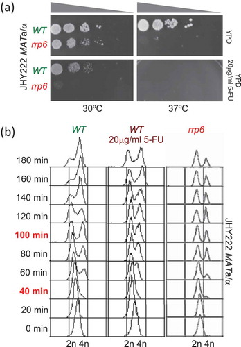 Figure 2. Monitoring cell growth and DNA replication. (A) Images show the outcome of a plate growth assay after 48 hours at the temperatures indicated at the bottom on rich medium (YPD) at permissive (30ºC) and restrictive temperatures (37ºC) for wild type (WT in green) and mutant (rrp6 in red) cells in the strain indicated to the left. The drug concentration is given to the right. Grey triangles at the top indicate increasing dilution of the cell suspension. (B) The output of a FACS analysis is given. The time points are given in minutes and are shown to the left; the samples that were further analysed are shown in red. Color-coded untreated wild type (WT in green), treated wild type (WT 20µg/ml 5-FU in purple) and mutant (rrp6 in red) cell samples are shown at the top. DNA content and strain background are given at the bottom and to the right, respectively.