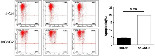 Figure 4 Knockdown of GSG2 promoted cell apoptosis of ovarian cancer. Flow cytometry was performed to detect cell apoptosis of HO-8910 cells with or without GSG2 knockdown. Data were shown as mean with SD. ***P < 0.001.