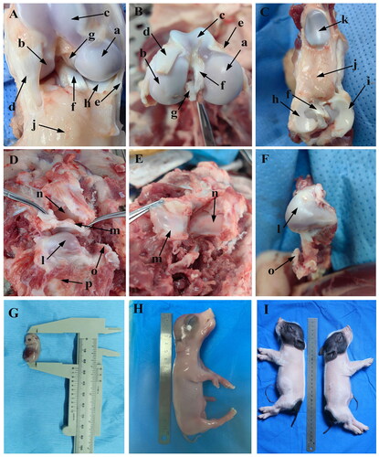 Figure 1. Anatomy of knee joint (KNJ) and temporomandibular joint (TMJ) in pigs. A–C: Anatomy of KNJ. a. Medial femoral condyle; b. Lateral femoral condyle; c. Femoral pulley; d. Lateral collateral ligament; e. Medial collateral ligament; f. Anterior cruciate ligament; g. Posterior cruciate ligament; h. Medial meniscus; i. Lateral meniscus; j. Subpatellar fat; k. Patella. D–F. Anatomy of TMJ. l. Mandibular condyle; m. Articular disk; n. Articular fossa; o. Coracoid process; p. Mandibular body; G. Embryo on E35; H. Embryo on E90; I. Embryo on P0