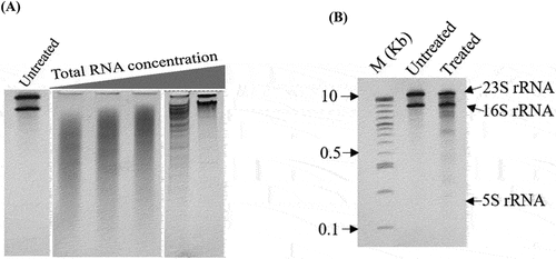 Figure 3. Optimizing the intensity of hydroxyl radical cleavage of ribosomal RNA. Excessive cleavage was resulted from a low concentration of RNA, high concentration of H2O2 or longer incubation time (not shown here). (A) According to the previous studies, we have fixed the concentration of H2O2 at 0.6% and incubation time at 1 m, then increased the concentration of RNA (0.5–4 ug in total). The Urea-PAGE gel image showed that higher the concentration of RNA, the lower the cleavage ratio. (B) Finally, we have determined 3.5 ug rRNA in total as an optimum concentration for hydroxyl radical probing. Here, M: 1kb – plus DNA ladder, Untreated: Without •OH probing, and Treated: probing with •OH.